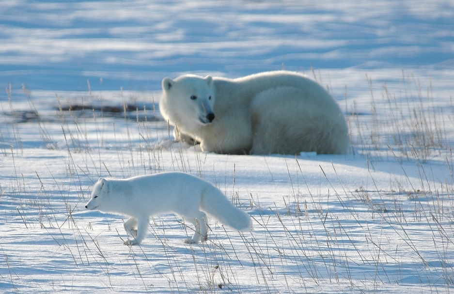 Cheap polar bear tours. Photo of a polar bear and arctic fox