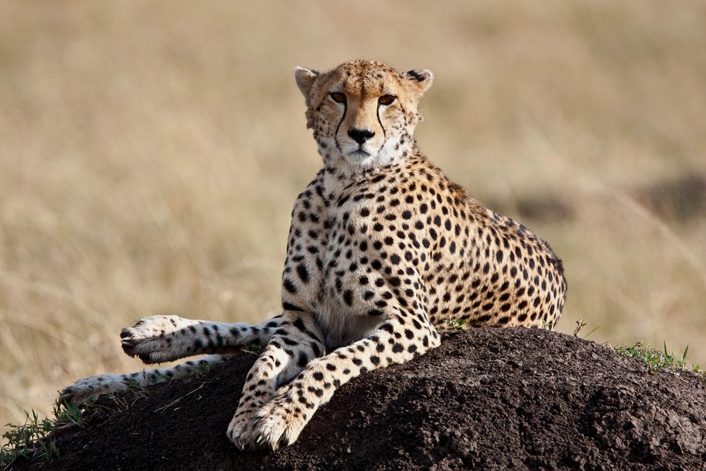 Kenya big cat safari. Cheetah on the rock