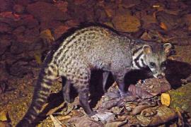 Photo of Malay Civet taken on our Borneo wildlife holiday