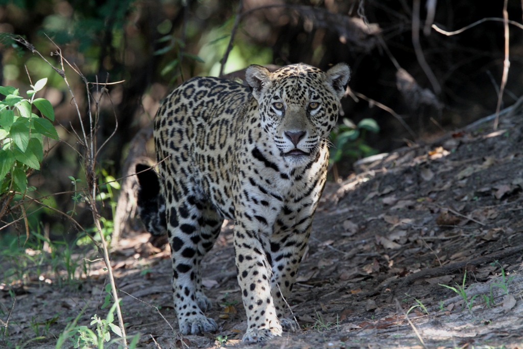 Jaguar safari in the Pantanal, Brazil