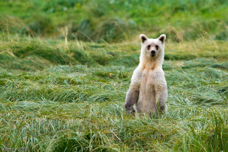 Grizzly Bear Viewing On Vancouver Island, Canada | Wildlife Trails