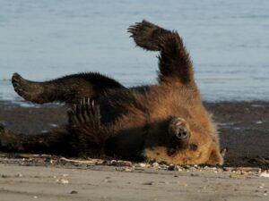 Alaska wildlife holiday. Bear rolling on his back at Lake Clark national park.