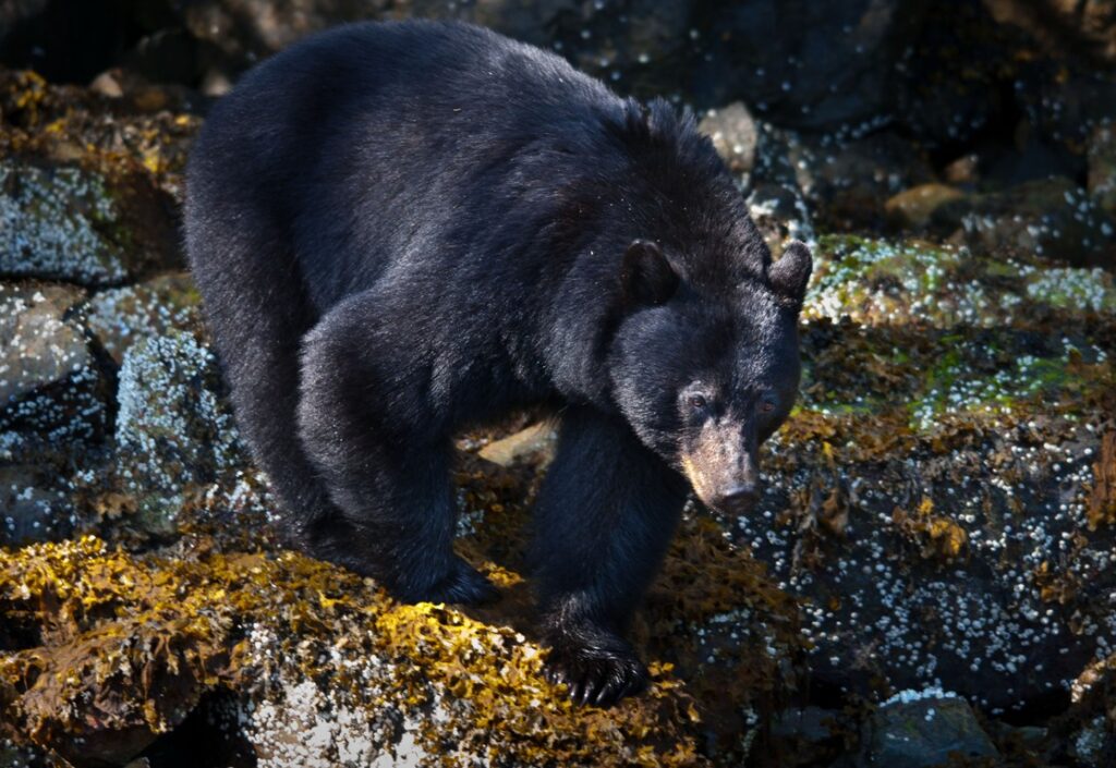Best places to see black bears on Vancouver Island. Photo of a male black bear on the shoreline