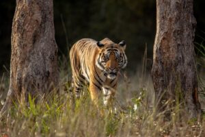 India wildlife holiday. Photo of a tiger in Bandhavgarh tiger reserve