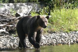Best bear viewing on Vancouver Island. Why Campbell river is the centre