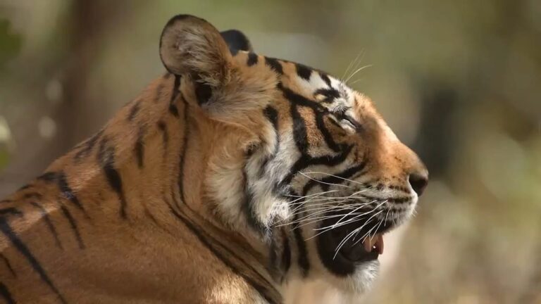Safari Holidays & Tours | Wildlife Holidays & Trips 2021/22 | Wildlife