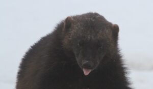 Wolverine photo taken on our Finland wildlife holiday