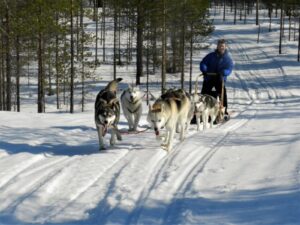 Dog sledding on your winter Finland wildlife tour