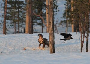 Eagle feeding on a winter Finland wildlife holiday