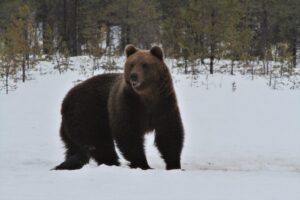 Brown bear viewing at Kuikka Lodge