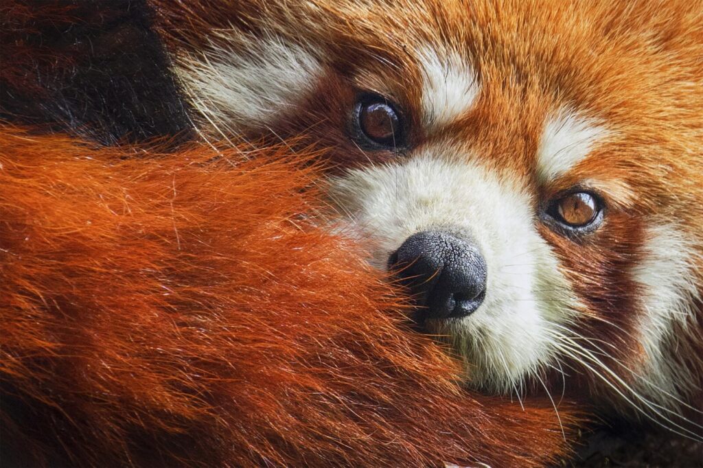 Red Panda trekking on your India wildlife holiday