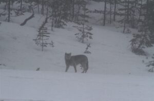 Wolf watching on your finland wildlife holiday
