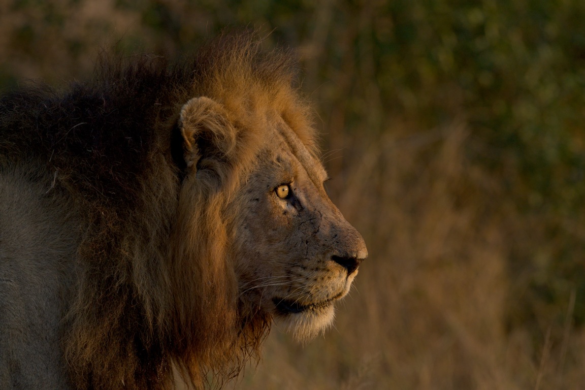 Wildebeest migration safari. Photo of male lion