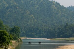 Elephant safari in Bardia national park