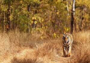 Tiger safari in Nepal. Photo of a tiger in grasslands at Bardia national park