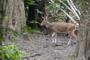 Nepal wildlife holiday. Photo of a deer