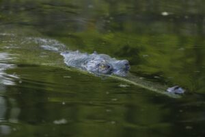 Boat safari in Chitwan national park. Photo of a Gharial
