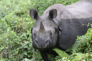 Rhino safari in Chitwan national park. Photo of one horned rhino