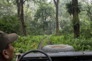 Tiger safari by jeep in Chitwan national park