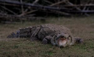Nepal wildlife safari Shuklaphanta