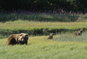 Alaska wildlife holiday at Lake Clark national park