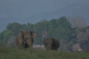 Elephant gathering Sri Lanka.