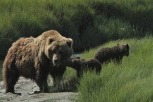 Alaska wildlife holiday. Photo of a female bear with two cubs at Lake Clark
