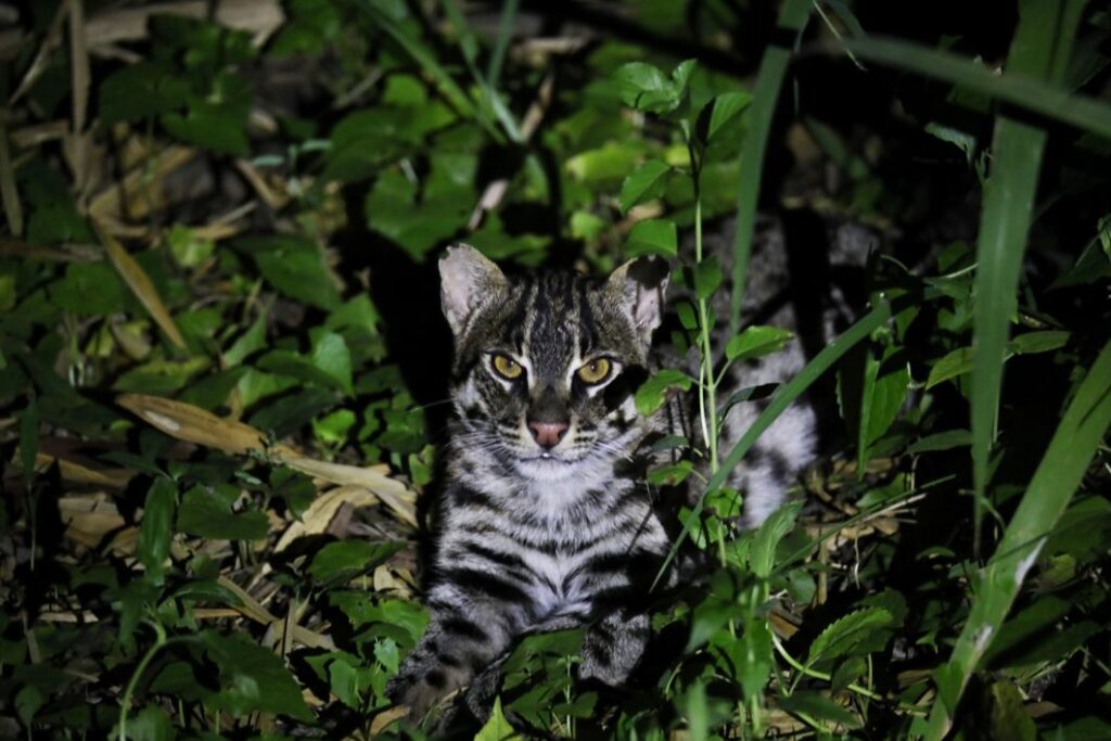 Photo of a fishing cat taken on our India wildlife holiday