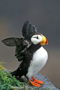 Alaska wildlife lodge. Photo of a Horned Puffin at Lake Clark national park