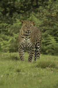 Leopard safari in Sri Lanka. Photo of a mountain leopard by Indika Nettigama