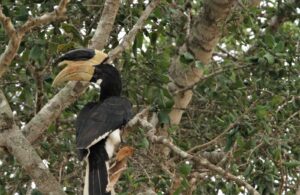 Photo of Pied Malabar Hornbill