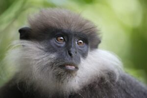 Leopard safari Horton Plains. Photo of purple faced monkey