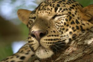 Leopard safari in Wilpattu national park