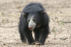 Photo of a sloth bear in Yala national park