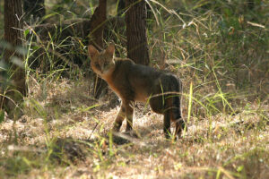 India wildlife holiday. Jungle Cat in. Bandhavgarh national park