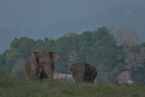 Sri Lanka wildlife holiday. photo of female elephant and baby