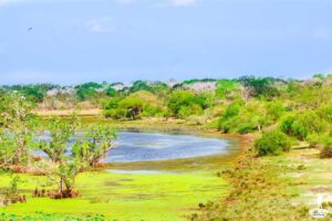 Photo of Kumana national park on our Sri Lanka leopard safari