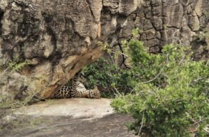 Leopard safari Kumana national park