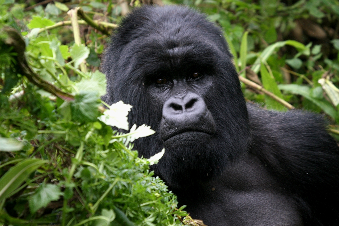 Gorilla Trekking in Uganda. Photo of a silverback