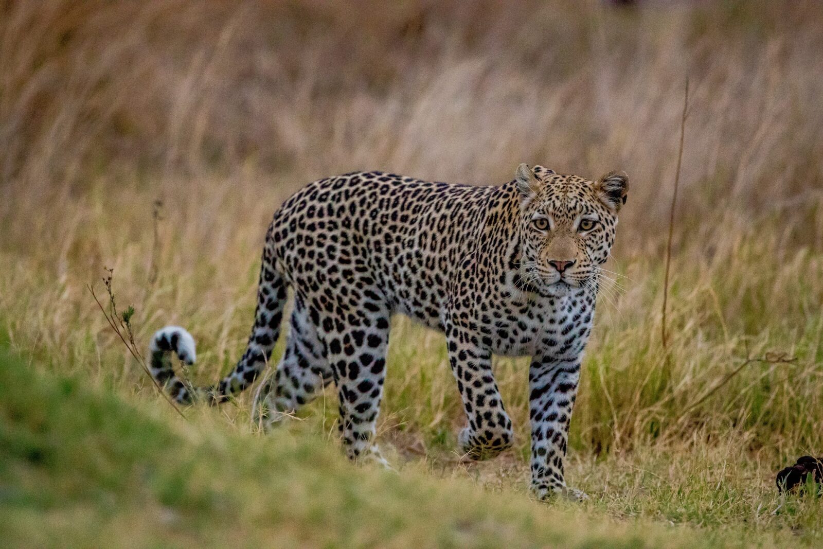 Botswana camping safari 2024. Photo of a leopard