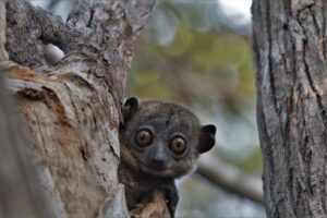 Madagascar wildlife tour visiting black lemur camp