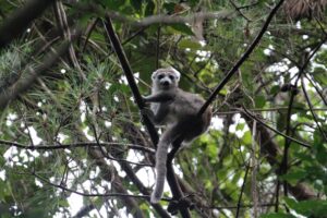 Madagascar wildlife tour visiting Amber national park