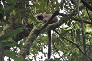 Madagascar wildlife holiday. Photo of a Sandford lemur.