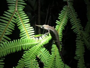 Madagascar wildlife tour. Photo of a lance nosed chameleon