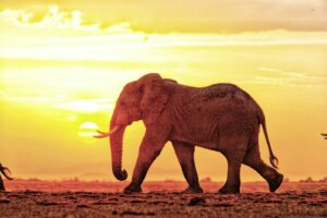 Amboseli safari. Photo of an elephant at sunset