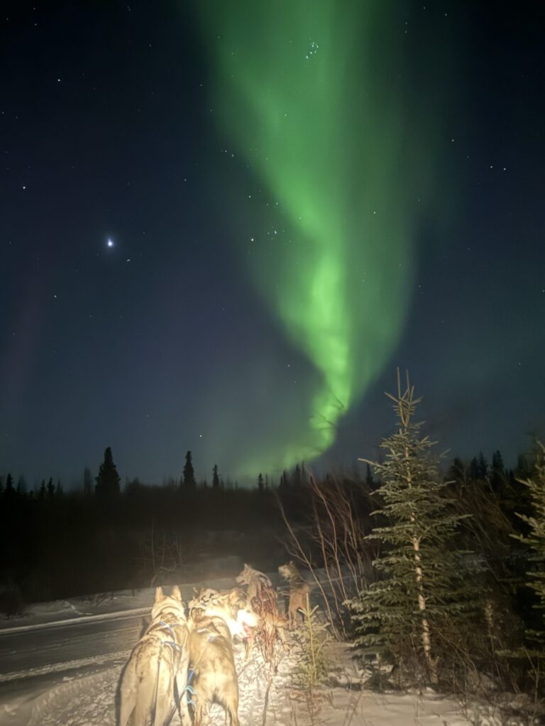 Churchill dog sledding with the northern lights