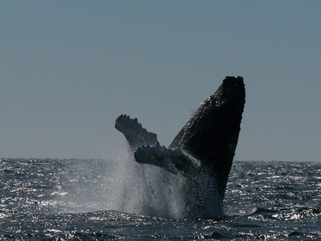 Canada wildlife holiday. Photo of a Humpback lunging
