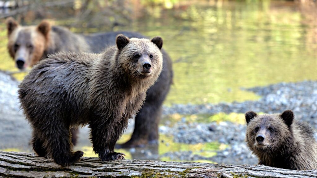 Where to see bears in Canada. Bear viewing Campbell River