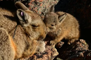 Puma safari Patagonia. Orange Chincillas
