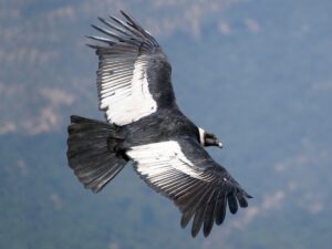 Puma safari Patagonia. Photo of a Condor